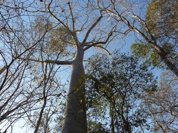 Baobab za (Adansonia za)