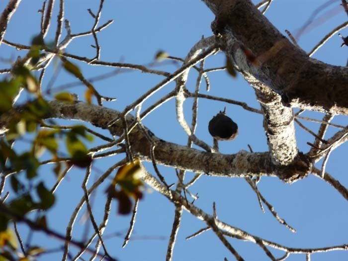 Baobab za (Adansonia za) - plody na stromě