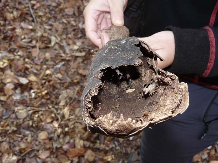 Baobab za (Adansonia za) - starý plod