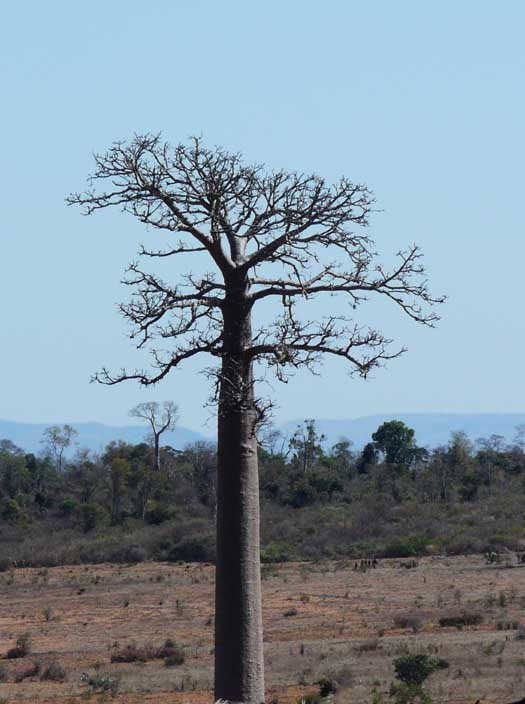 Baobab za (Adansonia za)