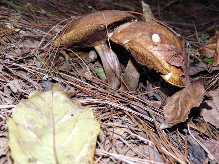 hřib hnědý (Boletus badius)