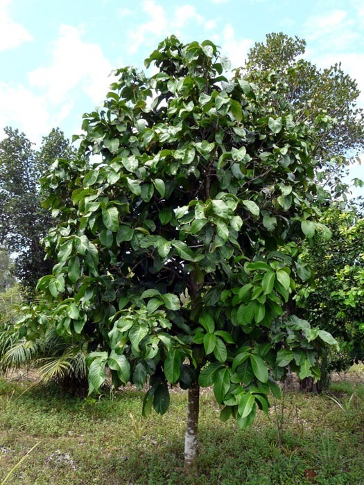 Strom chlebovníku afrického (Treculia africana)