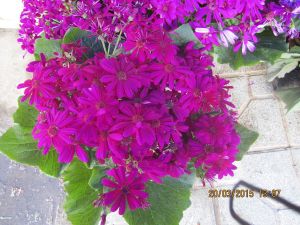 Cineraria deltoidea (autor: Diako1971)