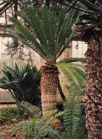 E. woodii v botanické zahradě Royal Botanic Gardens v Kew, Velká Británie