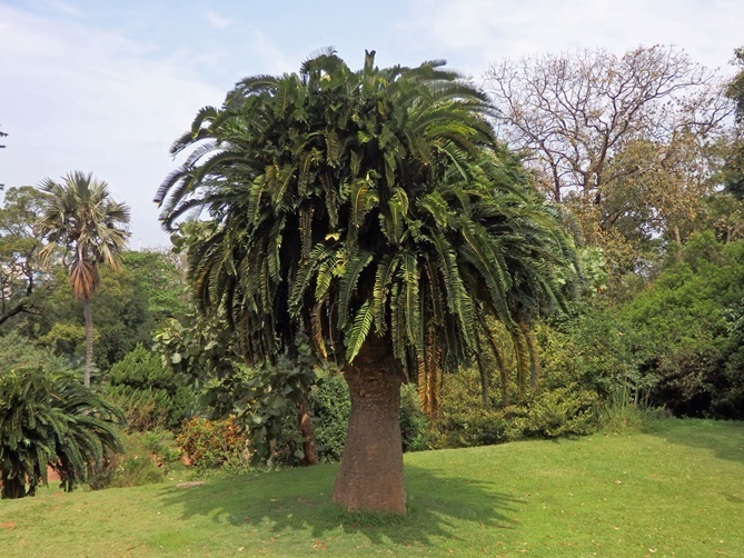 Encephalartos woodii v botanické zahradě v Durbanu, Jihoafrická republika. (e-herbar.net, J. Racek, 2018)