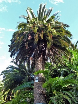 E. woodii v botanické zahradě Kirstenbosch, Kapské město, JAR