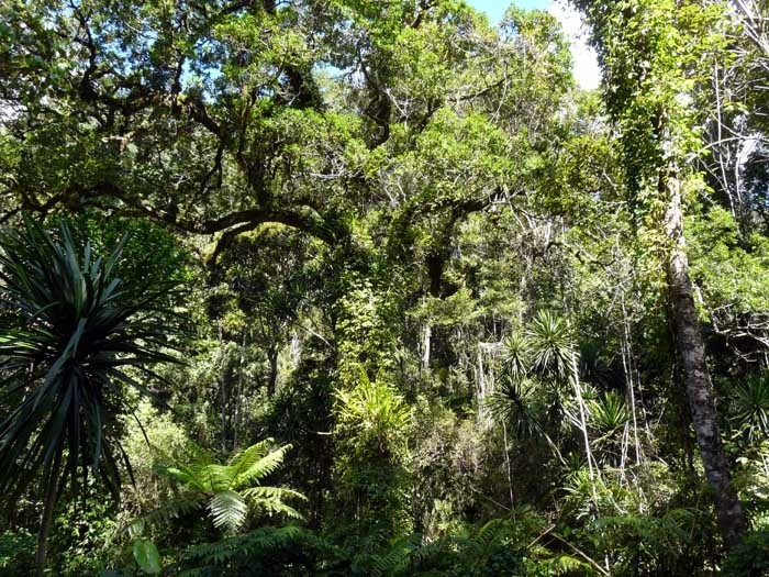 Horský deštný prales (N.P. De Montagne D´Ambre, Madagaskar)