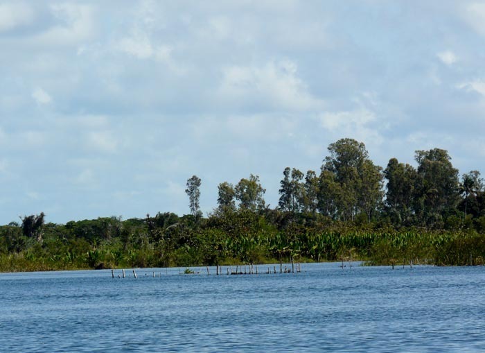 Deštný prales v Vohibola Reserve, Madagaskar