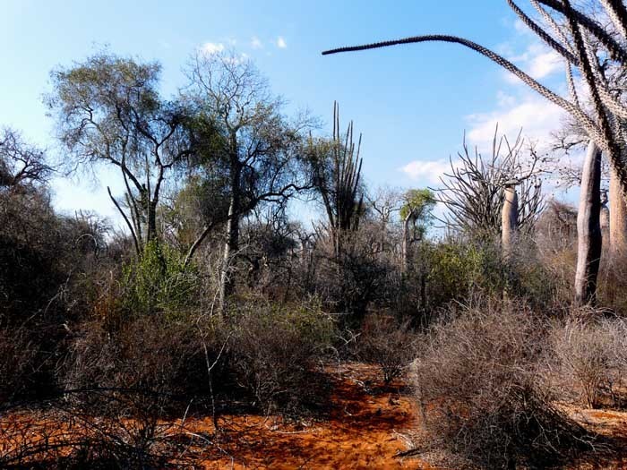 Trnitá buš, Ifaty, Madagaskar