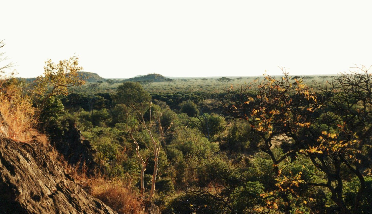 Mopanové lesy (N.P. Chobe), Botswana