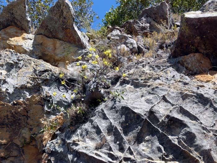 Pachypodium rosulatum, Isalo, Madagaskar