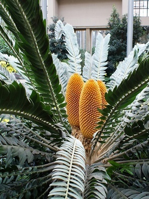 E. woodii v botanické zahradě Longwood Gardens, Pensylvánie, USA