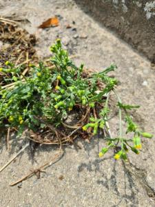 Starček obecný (Senecio vulgaris)