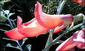 Sutherlandia frutescens