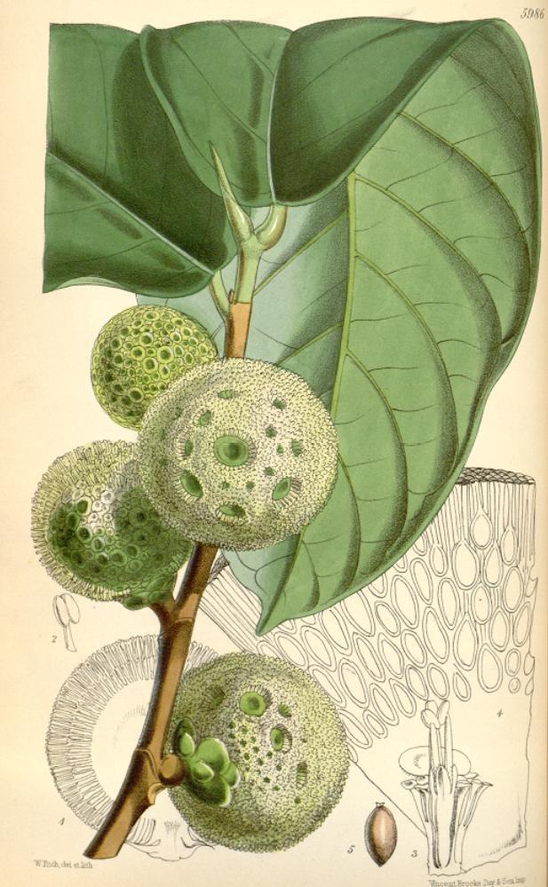 Ilustrace chlebovníku (Treculia africana), autor: Joseph Dalton Hooker (1817-1911)