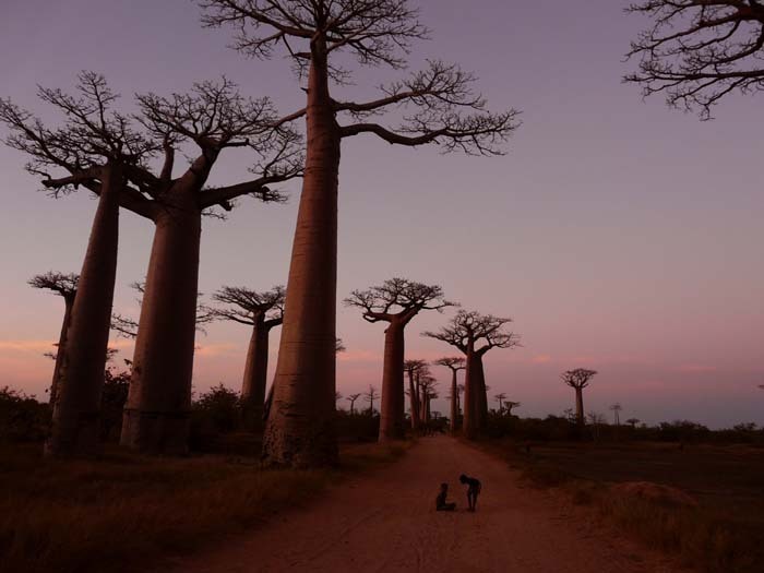 Grandidiérův baobab (Adansonia grandidieri) - Avenue baobab (Madagaskar, Vladimír Zikán)