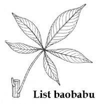 Baobab (Adansonia digitata) - list