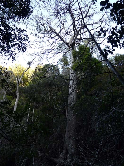 Perriérův baobab (Adansonia perrieri)