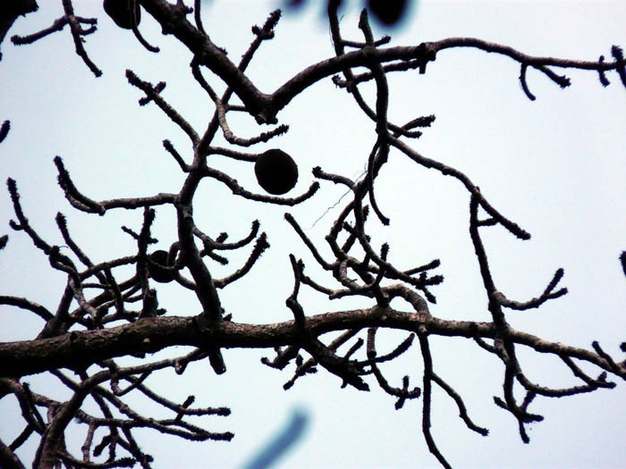 Perriérův baobab (Adansonia perrieri) - plod