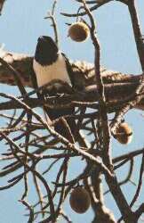 Baobab (Adansonia digitata) - plod