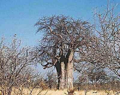 Baobab (Adansonia digitata) - kmen oloupaný slony