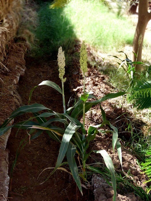 kvetoucí čirok (Sorghum bicolor)