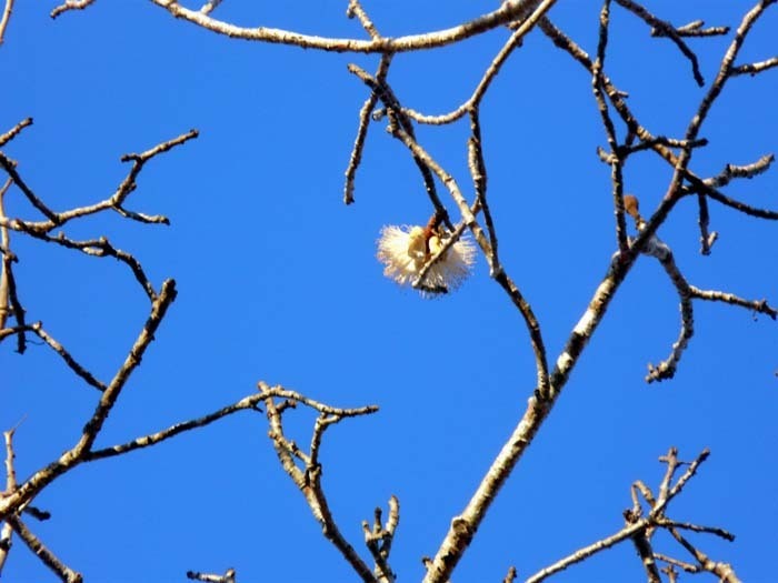 Grandidiérův baobab (Adansonia grandidieri) - květ