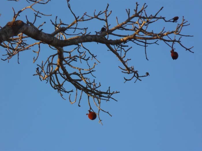 Grandidiérův baobab (Adansonia grandidieri) - plod