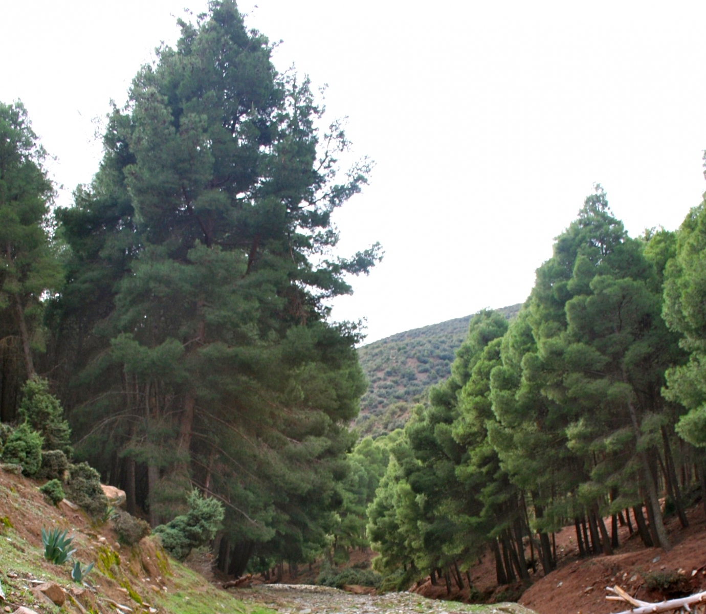 Borovice halepská (Pinus halepensis); foto: Adam Axon