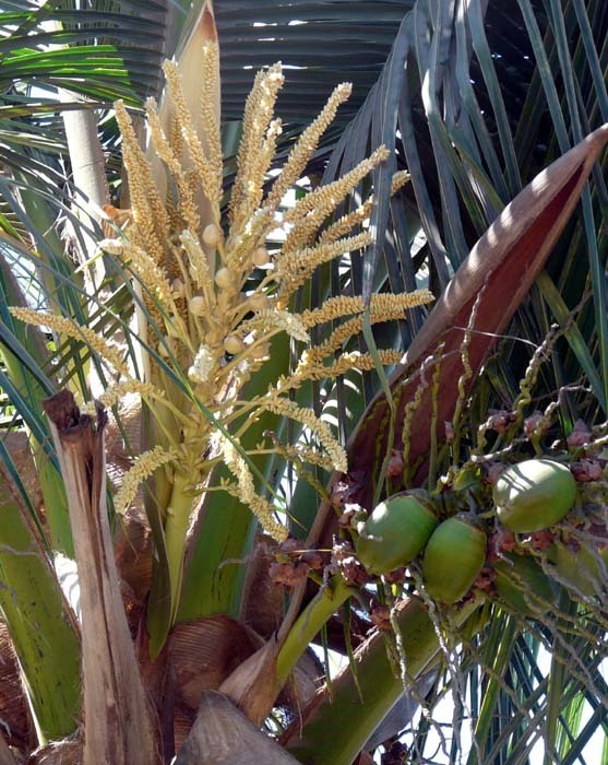 květ kokosovníku ořechoplodého (Cocos nucifera)