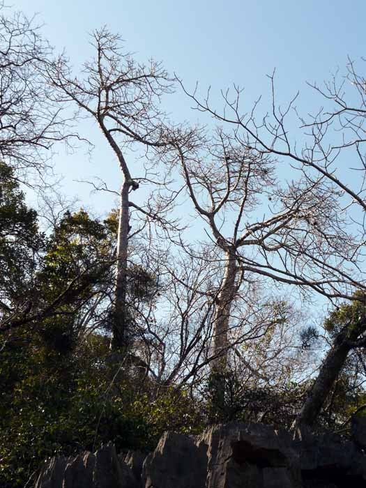 Madagaskarský baobab (Adansonia madagascariensis) - dospělý strom