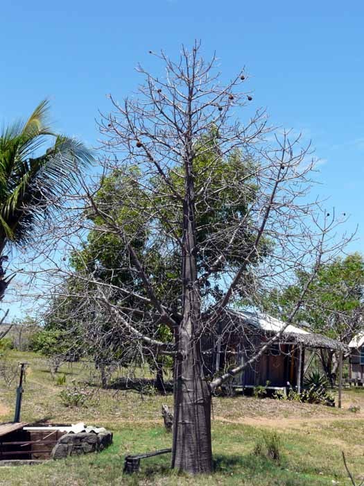 Madagaskarský baobab (Adansonia madagascariensis) - mladý strom