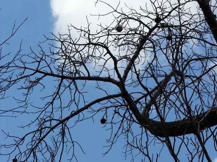 Madagaskarský baobab (Adansonia madagascariensis) - plod