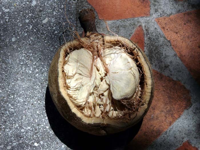 Madagaskarský baobab (Adansonia madagascariensis) - plod v řezu