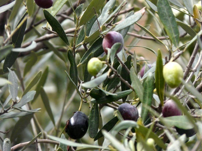 plod olivovníku - oliva