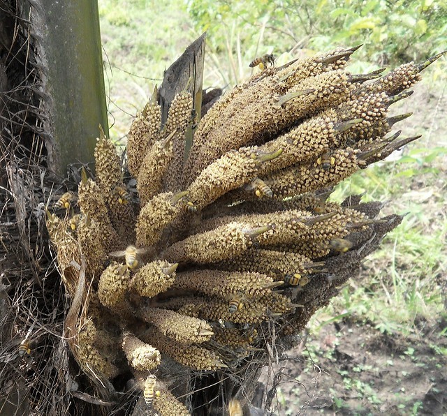 Palma olejná (Elaeis guineensis)