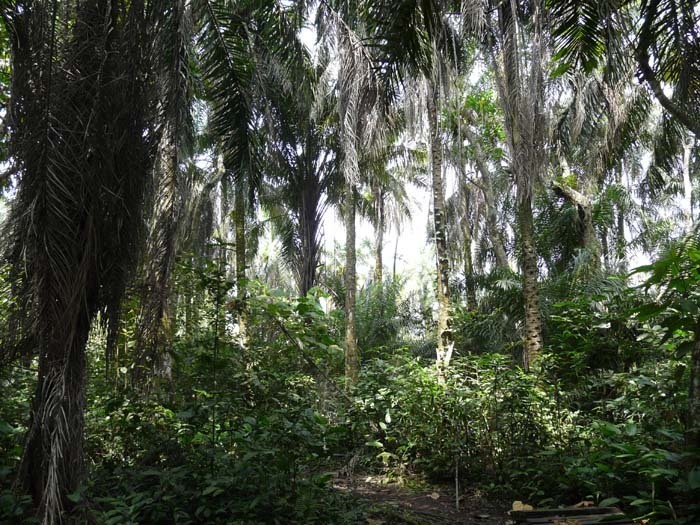 Palma olejná (Elaeis guineensis) - plantáž