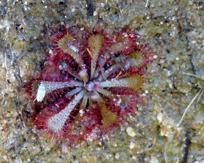 rosnatka (Drosera sp.), Isalo, Madagaskar