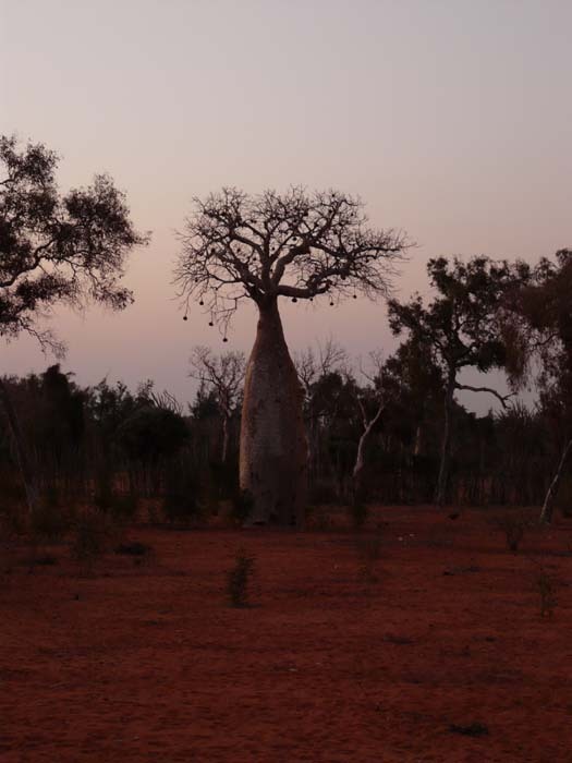 Baobab fony (Adansonia rubrostipa) - západ Slunce