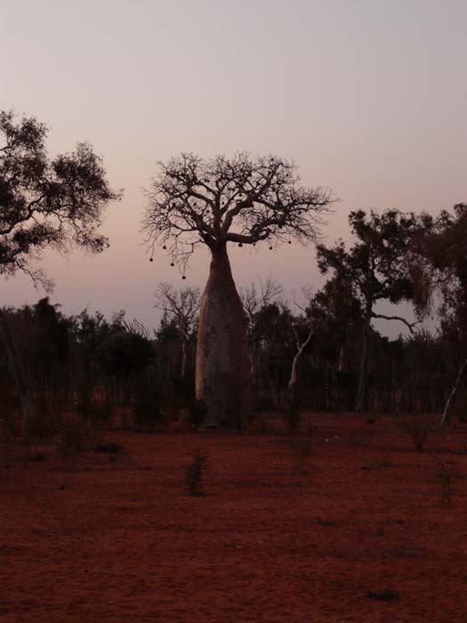 Baobab fony (Adansonia rubrostipa) - západ Slunce