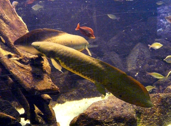 bahník australský (Neoceratodus forsteri)