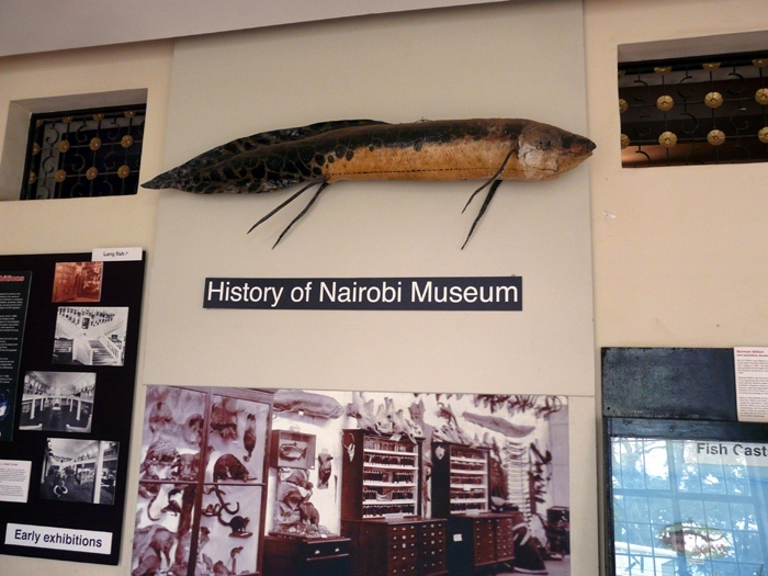 bahník východoafrický (Protopterus aethiopicus) v Národním muzeu v Nairobi