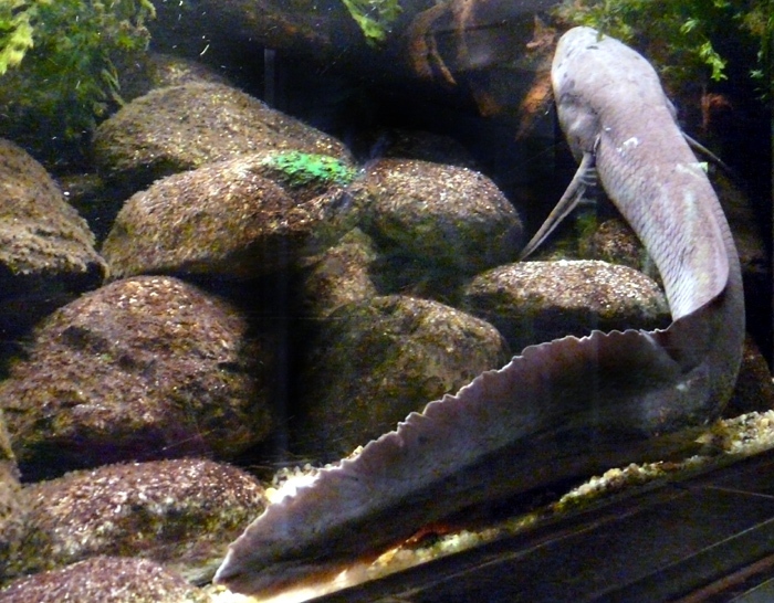 bahník západoafrický jižní (Protopterus annectens brieni)