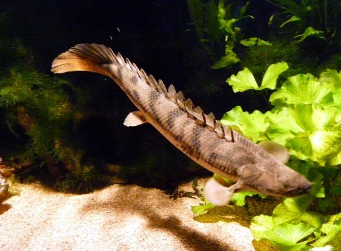 bichir pruhoploutvý (Polypterus ornatipinnis)