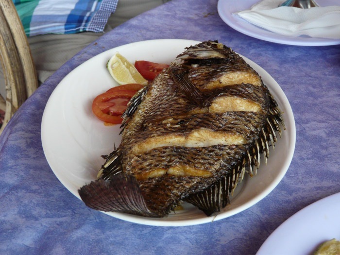 Tilapie nilská (Oreochromis niloticus)