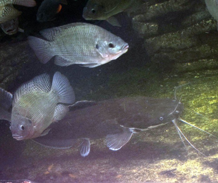 Tilapie nilská (Oreochromis niloticus)