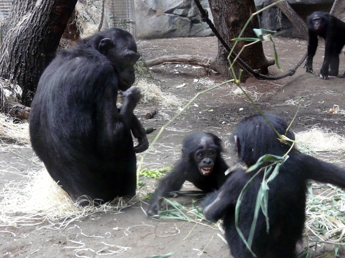 Šimpanz bonobo (Pan paniscus)