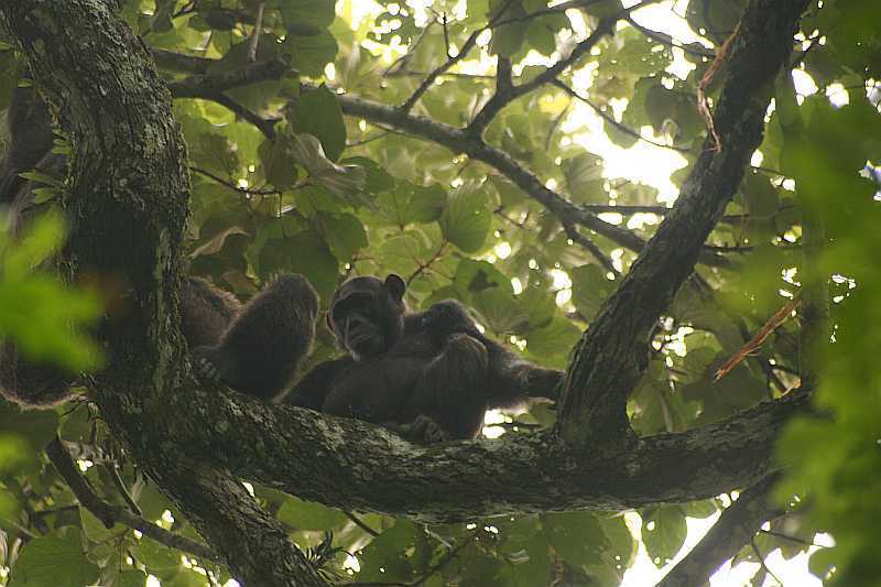 Šimpanz východní ( Pan troglodytes schweinfurthii) v N.P. Kibale (autor: Michal Šváb)