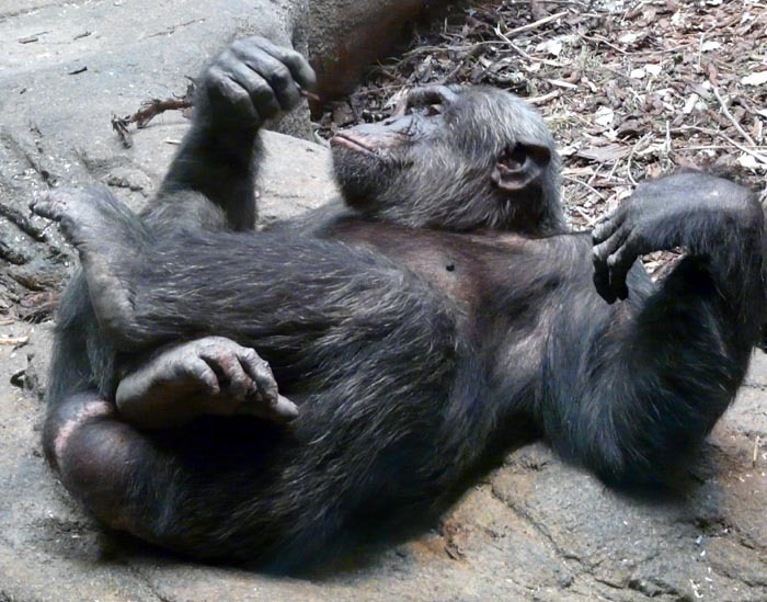 Šimpanz hornoguinejský (Pan troglodytes verus)