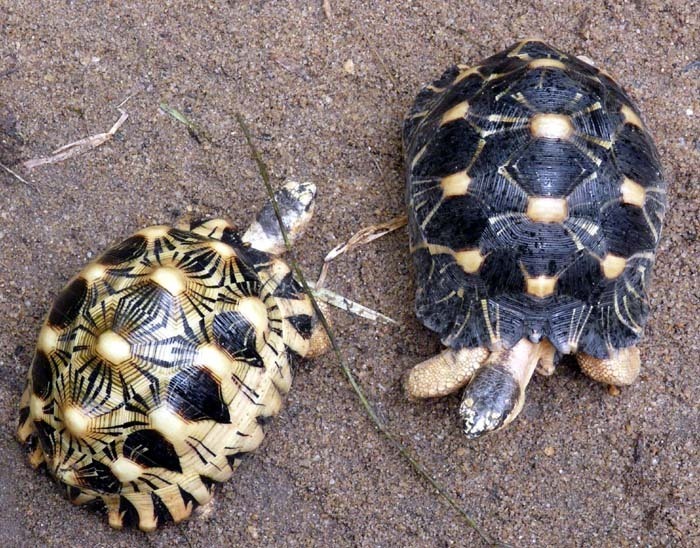 Želva paprsčitá (Astrochelys radiata)